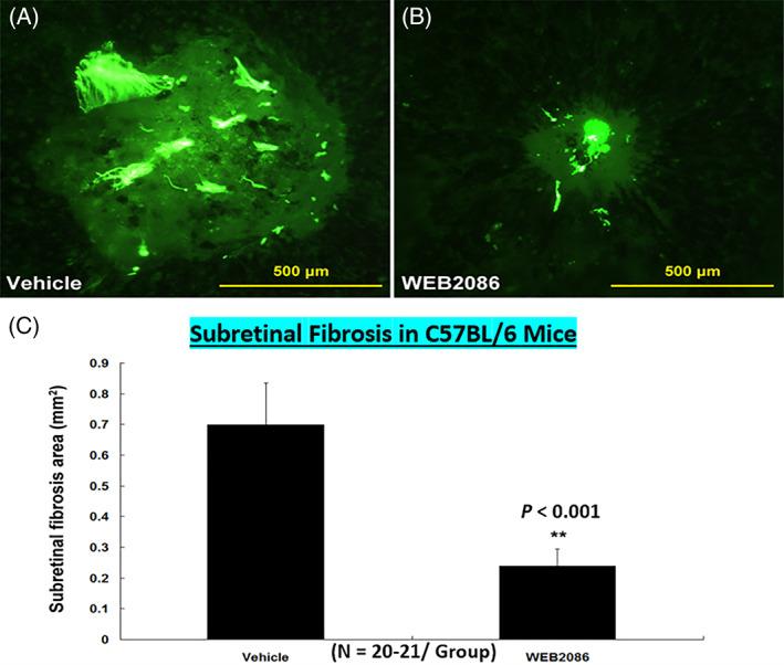 https://cdn.ncbi.nlm.nih.gov/pmc/blobs/3d15/10084252/0938338b117e/BIOF-48-1226-g011.jpg
