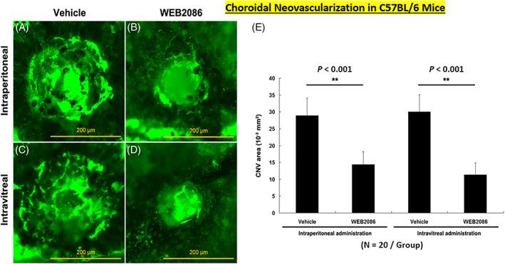 https://cdn.ncbi.nlm.nih.gov/pmc/blobs/3d15/10084252/4eb18390e715/BIOF-48-1226-g003.jpg