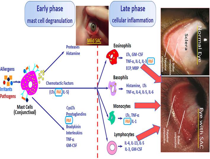 https://cdn.ncbi.nlm.nih.gov/pmc/blobs/3d15/10084252/8404e30ceb86/BIOF-48-1226-g007.jpg