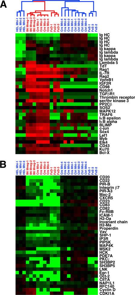 https://cdn.ncbi.nlm.nih.gov/pmc/blobs/3d16/1065686/c118570f00cd/pbio.0030082.g003.jpg