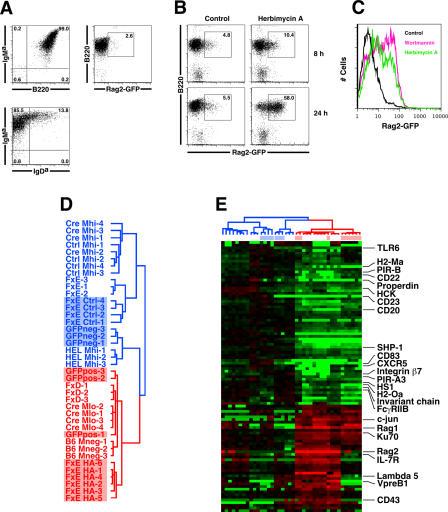 https://cdn.ncbi.nlm.nih.gov/pmc/blobs/3d16/1065686/dffa549b9343/pbio.0030082.g006.jpg