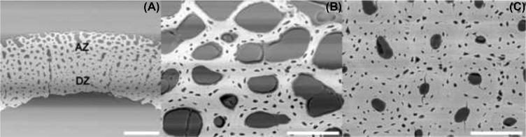 https://cdn.ncbi.nlm.nih.gov/pmc/blobs/3d16/6771771/62c36385ee7d/pez363fig3.jpg