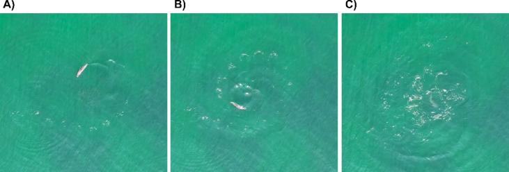 https://cdn.ncbi.nlm.nih.gov/pmc/blobs/3d17/12198396/53f237271681/41598_2025_6978_Fig6_HTML.jpg