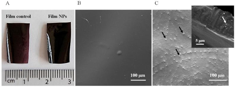 https://cdn.ncbi.nlm.nih.gov/pmc/blobs/3d1d/12390268/5cf3382efbc7/polymers-17-02261-g003.jpg