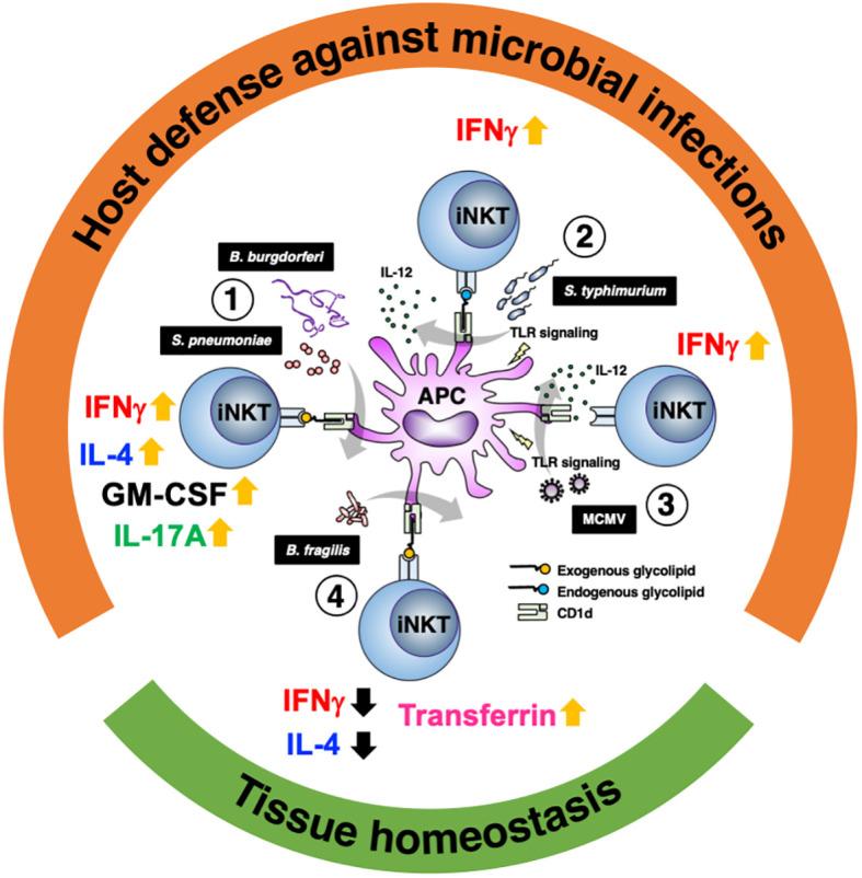 https://cdn.ncbi.nlm.nih.gov/pmc/blobs/3d1e/11165115/8823c877e5ae/fimmu-15-1402412-g001.jpg
