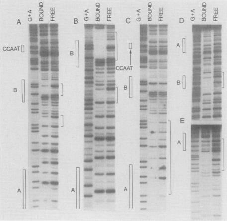 https://cdn.ncbi.nlm.nih.gov/pmc/blobs/3d20/363382/b23fc73235e6/molcellb00065-0188-a.jpg