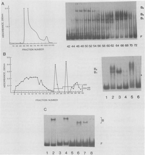 https://cdn.ncbi.nlm.nih.gov/pmc/blobs/3d20/363382/cc06adf661c3/molcellb00065-0187-a.jpg
