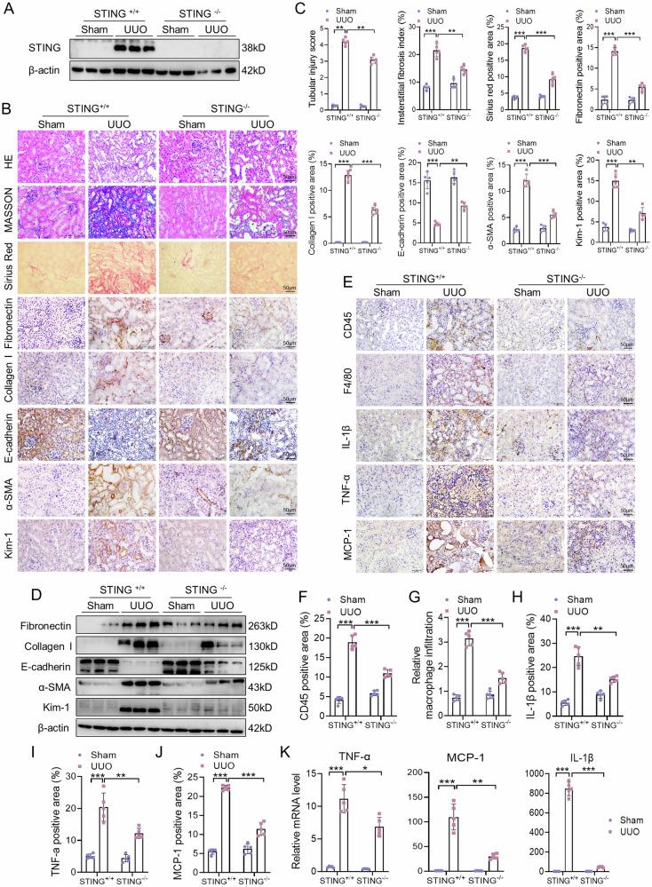 https://cdn.ncbi.nlm.nih.gov/pmc/blobs/3d25/11228024/0e96acc0821c/41420_2024_2087_Fig4_HTML.jpg