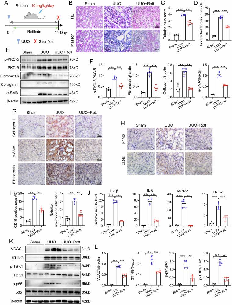 https://cdn.ncbi.nlm.nih.gov/pmc/blobs/3d25/11228024/359463241261/41420_2024_2087_Fig2_HTML.jpg