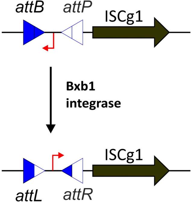 https://cdn.ncbi.nlm.nih.gov/pmc/blobs/3d25/8715038/96f4e1e41467/fbioe-09-751334-g001.jpg