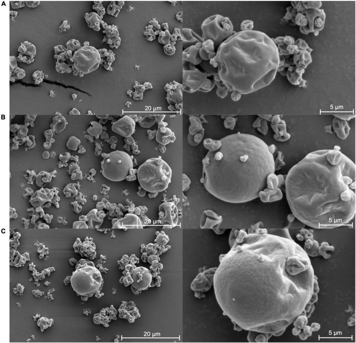 https://cdn.ncbi.nlm.nih.gov/pmc/blobs/3d25/9452785/3451cd209ac1/fnut-09-979656-g008.jpg