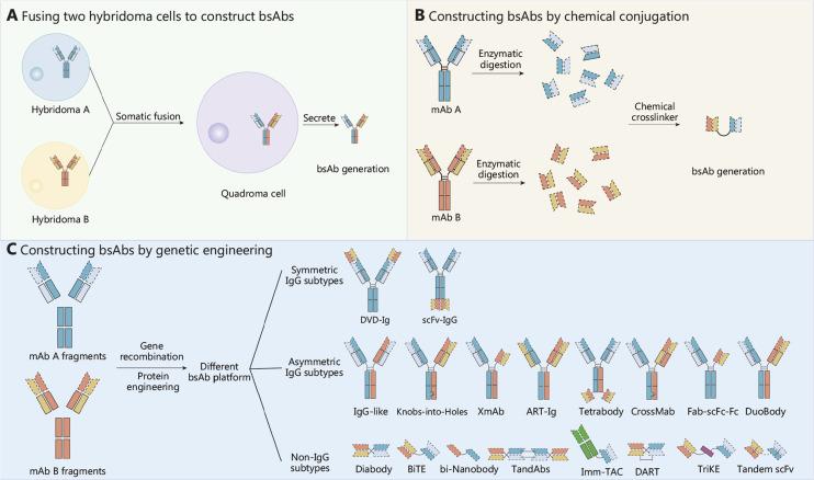 https://cdn.ncbi.nlm.nih.gov/pmc/blobs/3d26/12032835/ac70e04e8de3/cbm-22-348-g002.jpg