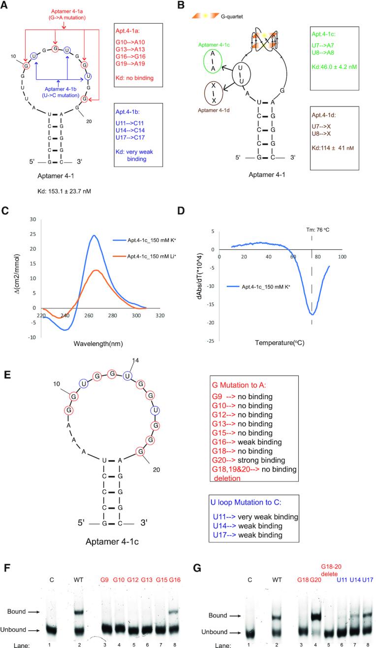 https://cdn.ncbi.nlm.nih.gov/pmc/blobs/3d29/7544233/a0c49f0b524f/gkaa759fig2.jpg