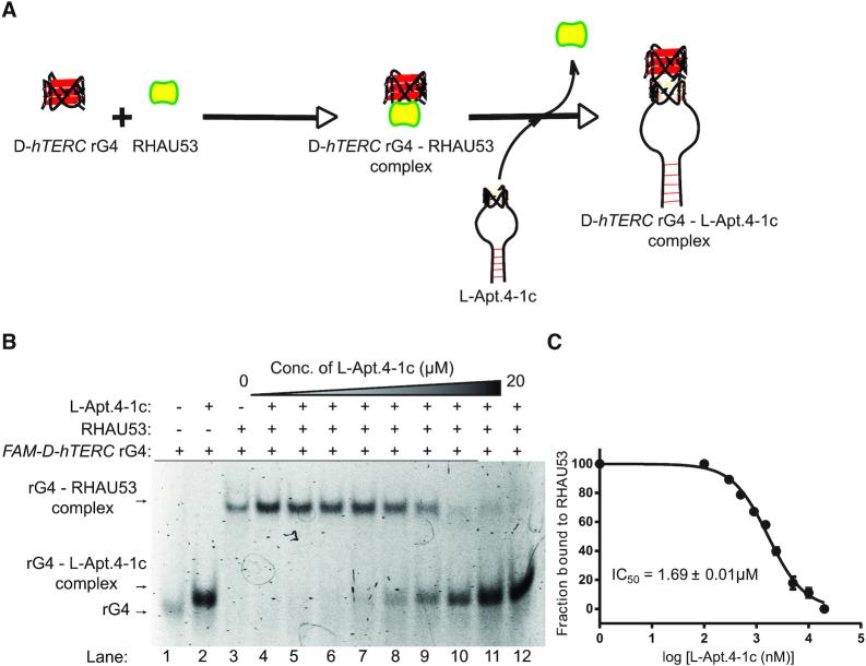 https://cdn.ncbi.nlm.nih.gov/pmc/blobs/3d29/7544233/bef417aab2bd/gkaa759fig5.jpg