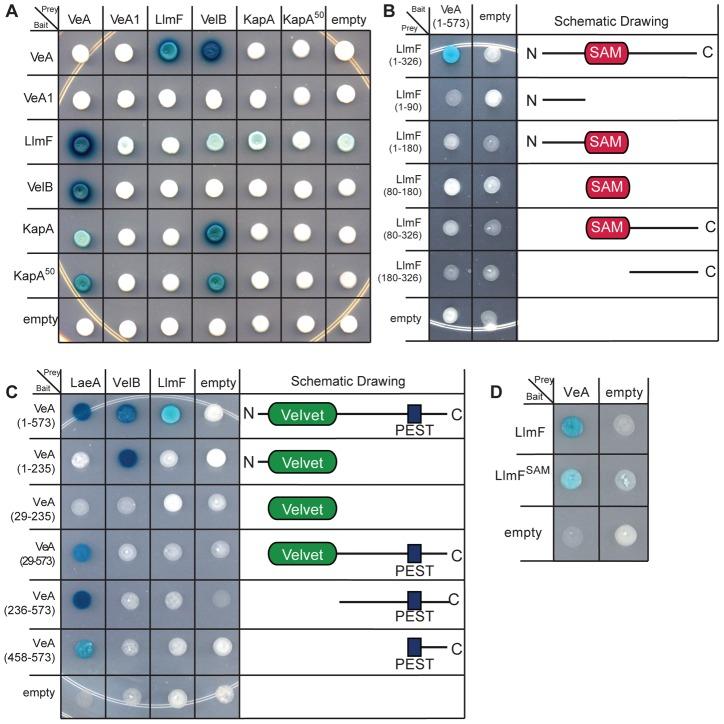 https://cdn.ncbi.nlm.nih.gov/pmc/blobs/3d2a/3547832/6130c8ae3689/pgen.1003193.g009.jpg