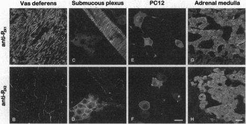 https://cdn.ncbi.nlm.nih.gov/pmc/blobs/3d2e/38875/a76f64d20ad7/pnas01519-0650-a.jpg