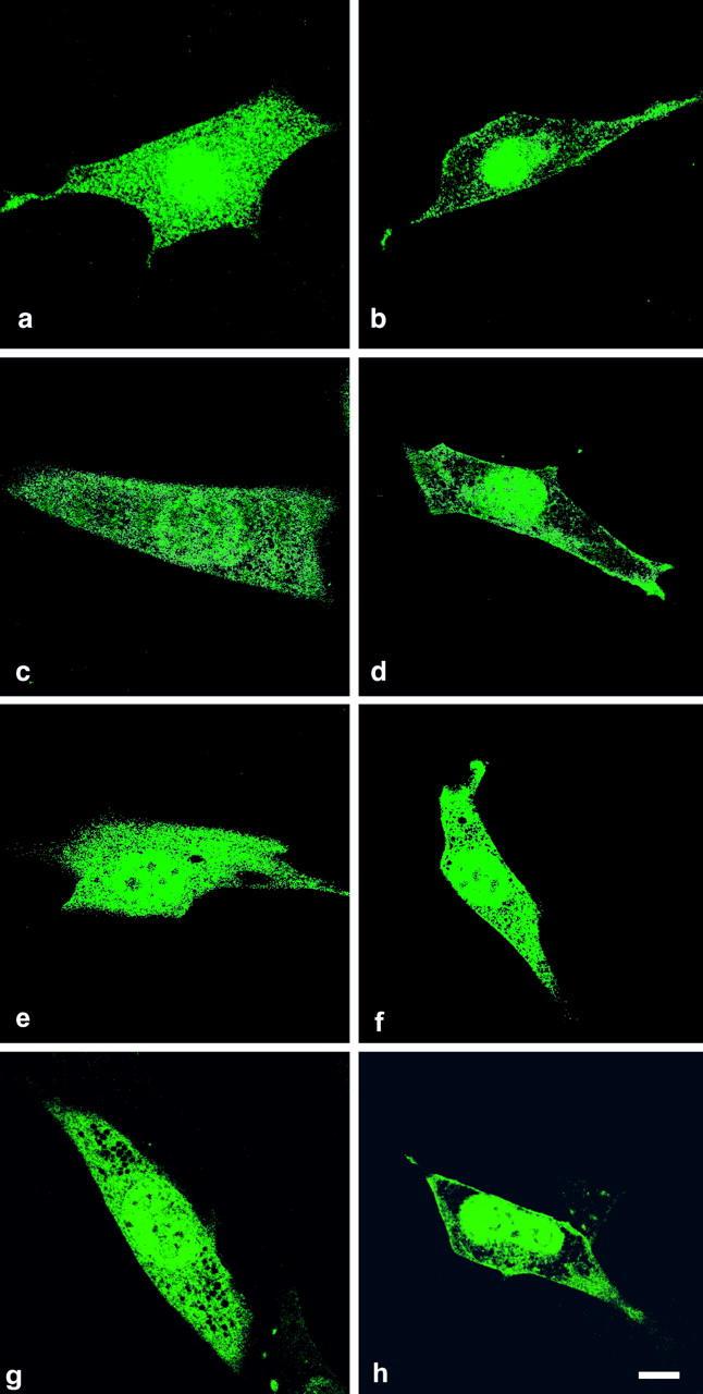 https://cdn.ncbi.nlm.nih.gov/pmc/blobs/3d34/2173119/fe4cb7b36e1b/200203084f1.jpg