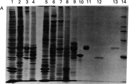 https://cdn.ncbi.nlm.nih.gov/pmc/blobs/3d36/346369/90f53013eb1d/pnas00449-0084-a.jpg