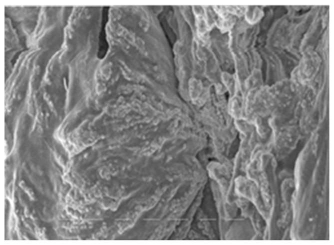https://cdn.ncbi.nlm.nih.gov/pmc/blobs/3d37/10780585/be35728ea033/polymers-16-00069-g002.jpg