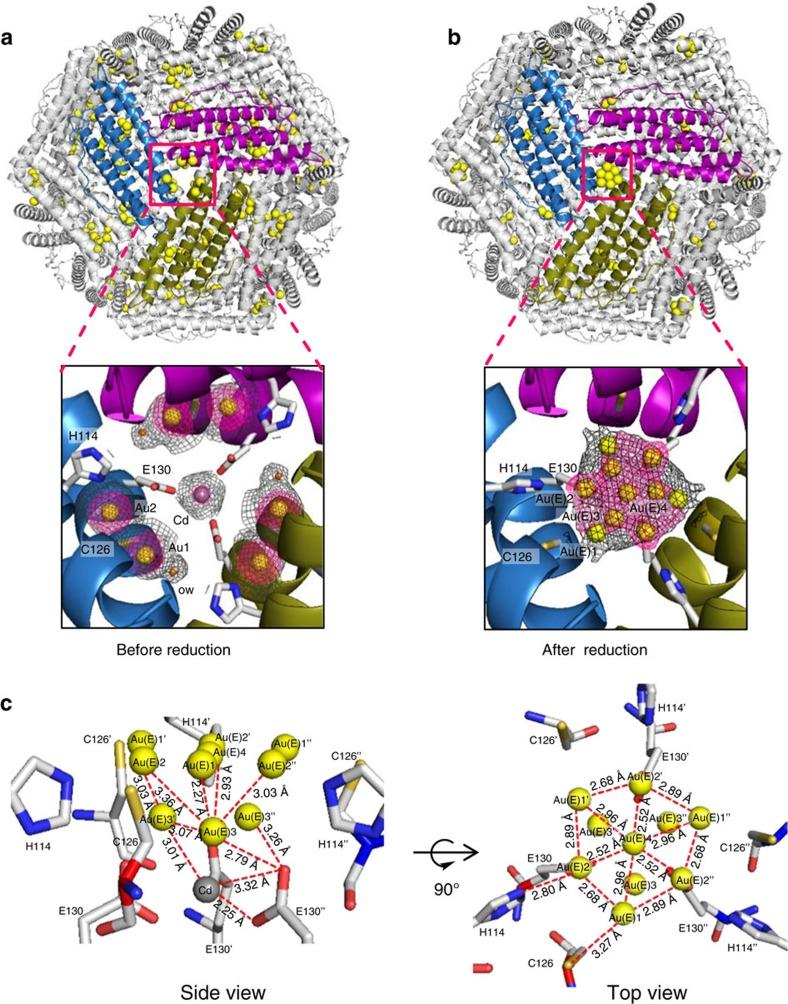 https://cdn.ncbi.nlm.nih.gov/pmc/blobs/3d37/5357307/a6f34dfb2d5b/ncomms14820-f3.jpg