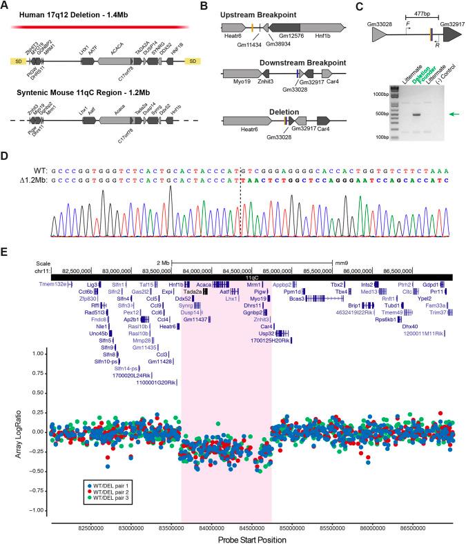 https://cdn.ncbi.nlm.nih.gov/pmc/blobs/3d3b/10655816/136e851059d7/dmm-15-049752-g1.jpg