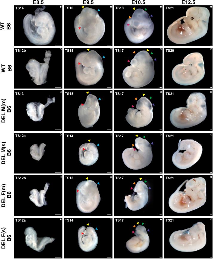 https://cdn.ncbi.nlm.nih.gov/pmc/blobs/3d3b/10655816/81b7f87e91d0/dmm-15-049752-g3.jpg