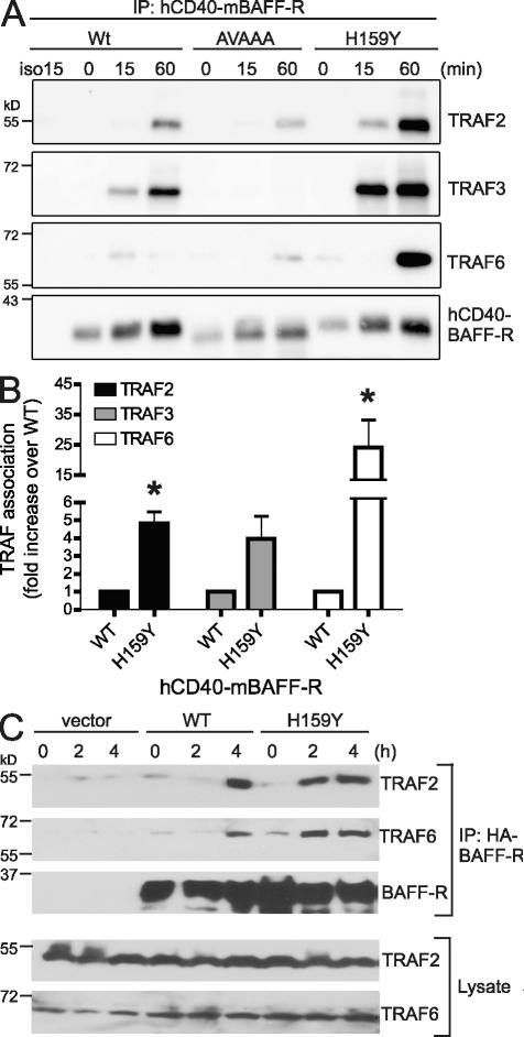 https://cdn.ncbi.nlm.nih.gov/pmc/blobs/3d44/2989778/ef5c24443fdf/JEM_20100857_GS_Fig4.jpg