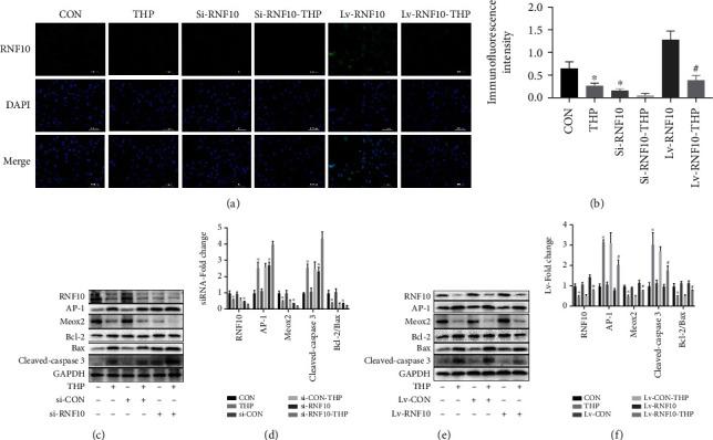 https://cdn.ncbi.nlm.nih.gov/pmc/blobs/3d45/9883094/4f45f3b2dc3c/OMCL2023-7872193.005.jpg