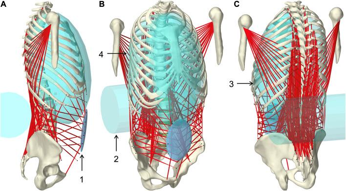 https://cdn.ncbi.nlm.nih.gov/pmc/blobs/3d47/10565495/a82c2cbbef85/fbioe-11-1223007-g001.jpg