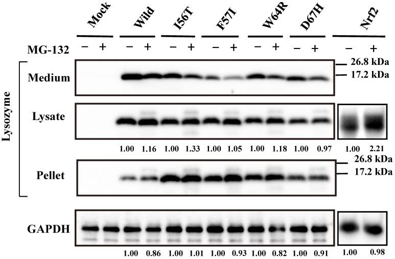 https://cdn.ncbi.nlm.nih.gov/pmc/blobs/3d47/4737675/70efddf6c4e5/ijbsv12p0184g001.jpg