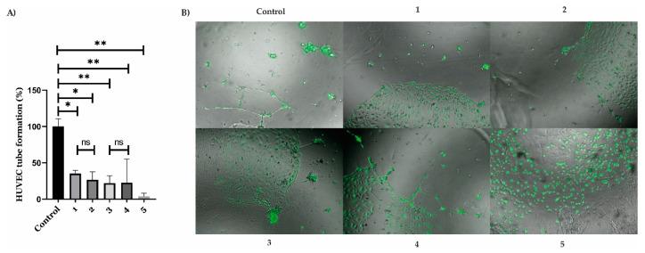 https://cdn.ncbi.nlm.nih.gov/pmc/blobs/3d48/10221175/6a04ccad3857/pharmaceuticals-16-00751-g007.jpg