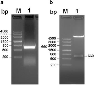 https://cdn.ncbi.nlm.nih.gov/pmc/blobs/3d4f/5052235/c495d6afd17e/40064_2016_3330_Fig1_HTML.jpg