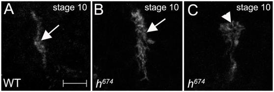 https://cdn.ncbi.nlm.nih.gov/pmc/blobs/3d5b/2994725/7932f6ce9eb5/pone.0014134.g003.jpg