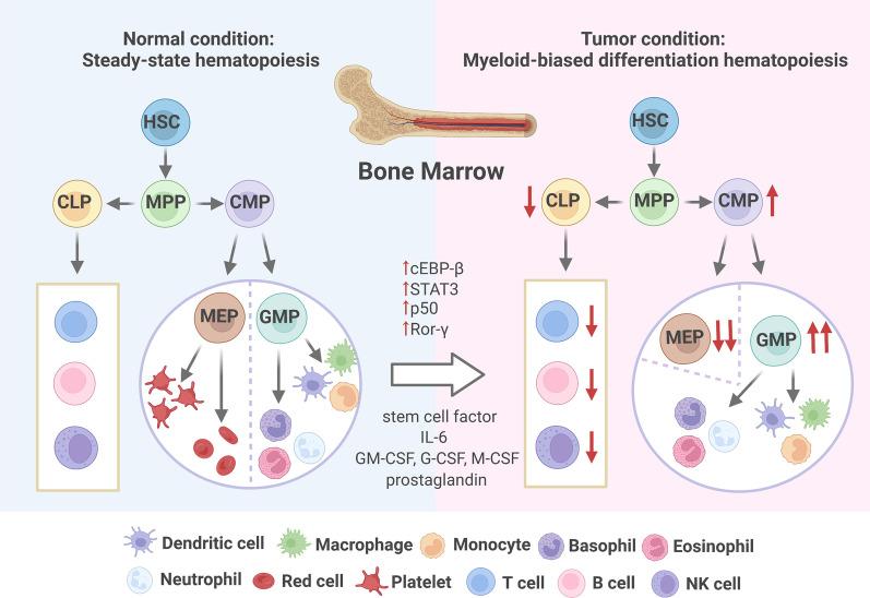 https://cdn.ncbi.nlm.nih.gov/pmc/blobs/3d5d/10324139/2705b85bae6e/13045_2023_1473_Fig1_HTML.jpg