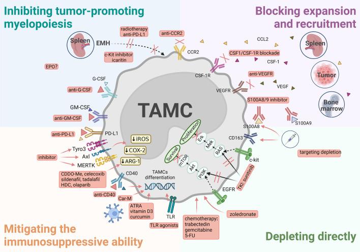 https://cdn.ncbi.nlm.nih.gov/pmc/blobs/3d5d/10324139/5a6c58ec18a0/13045_2023_1473_Fig5_HTML.jpg