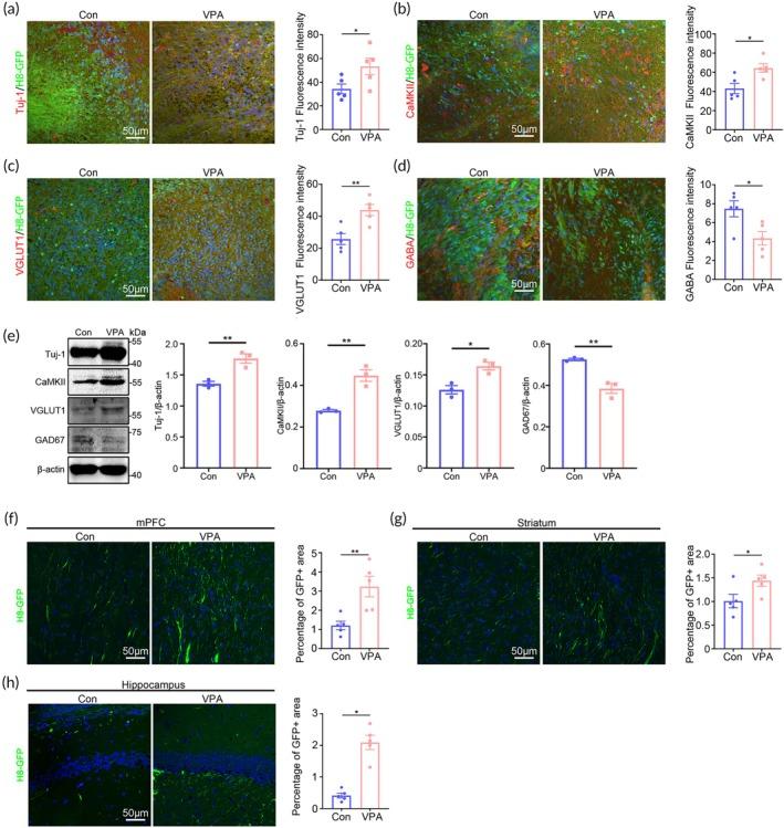 https://cdn.ncbi.nlm.nih.gov/pmc/blobs/3d5d/12079372/12beccf412a6/BTM2-10-e10748-g005.jpg