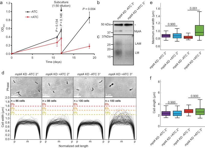 https://cdn.ncbi.nlm.nih.gov/pmc/blobs/3d5f/10928101/edaf49fb4508/41467_2024_46565_Fig6_HTML.jpg