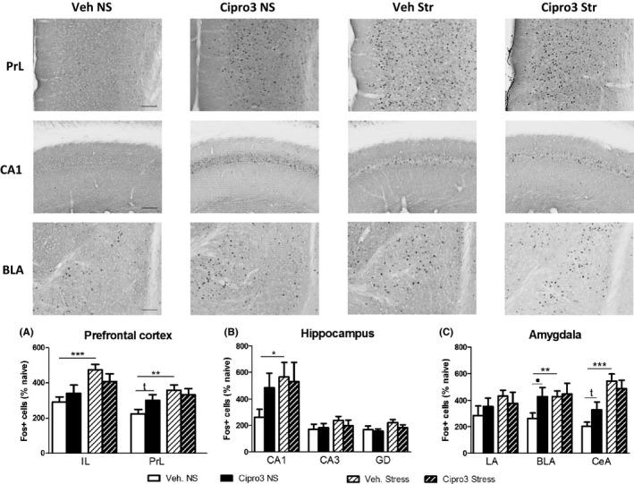 https://cdn.ncbi.nlm.nih.gov/pmc/blobs/3d60/6630007/1eafff28bb6f/CNS-25-832-g003.jpg