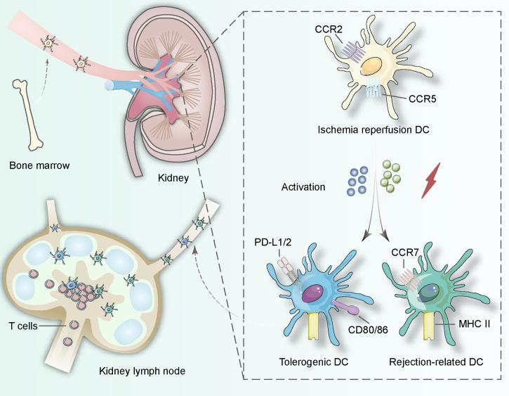 https://cdn.ncbi.nlm.nih.gov/pmc/blobs/3d60/8170486/c35529a7431a/fimmu-12-654540-g001.jpg