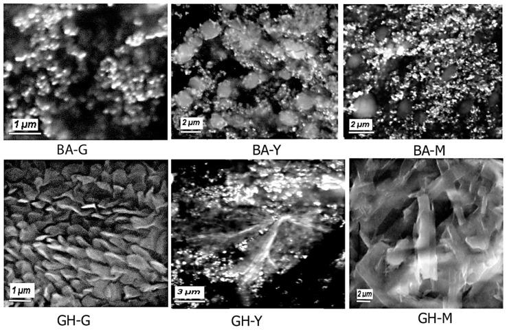 https://cdn.ncbi.nlm.nih.gov/pmc/blobs/3d63/11852371/6383334cf8bb/biomimetics-10-00082-g007.jpg