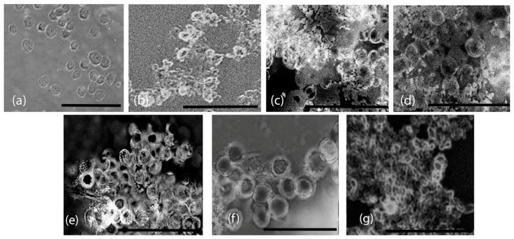 https://cdn.ncbi.nlm.nih.gov/pmc/blobs/3d63/11852371/b50a0bc9f5f2/biomimetics-10-00082-g011.jpg