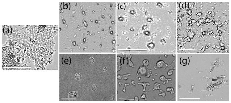 https://cdn.ncbi.nlm.nih.gov/pmc/blobs/3d63/11852371/d2c3797ad239/biomimetics-10-00082-g008.jpg