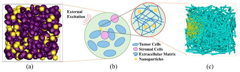 https://cdn.ncbi.nlm.nih.gov/pmc/blobs/3d63/12024990/44d8f37adfeb/bioengineering-12-00429-g001.jpg