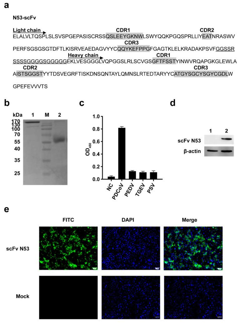 https://cdn.ncbi.nlm.nih.gov/pmc/blobs/3d64/9030028/0b861b04dc4d/viruses-14-00772-g004.jpg
