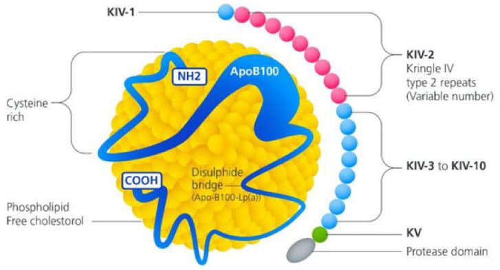 https://cdn.ncbi.nlm.nih.gov/pmc/blobs/3d65/11508093/3c2ae3de72cc/genes-15-01309-g003.jpg