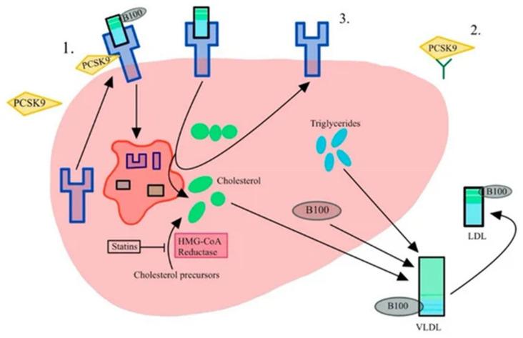 https://cdn.ncbi.nlm.nih.gov/pmc/blobs/3d65/11508093/61e81afabd9d/genes-15-01309-g004.jpg