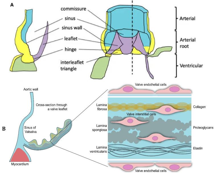 https://cdn.ncbi.nlm.nih.gov/pmc/blobs/3d65/11508093/ab05cd8851a8/genes-15-01309-g001.jpg