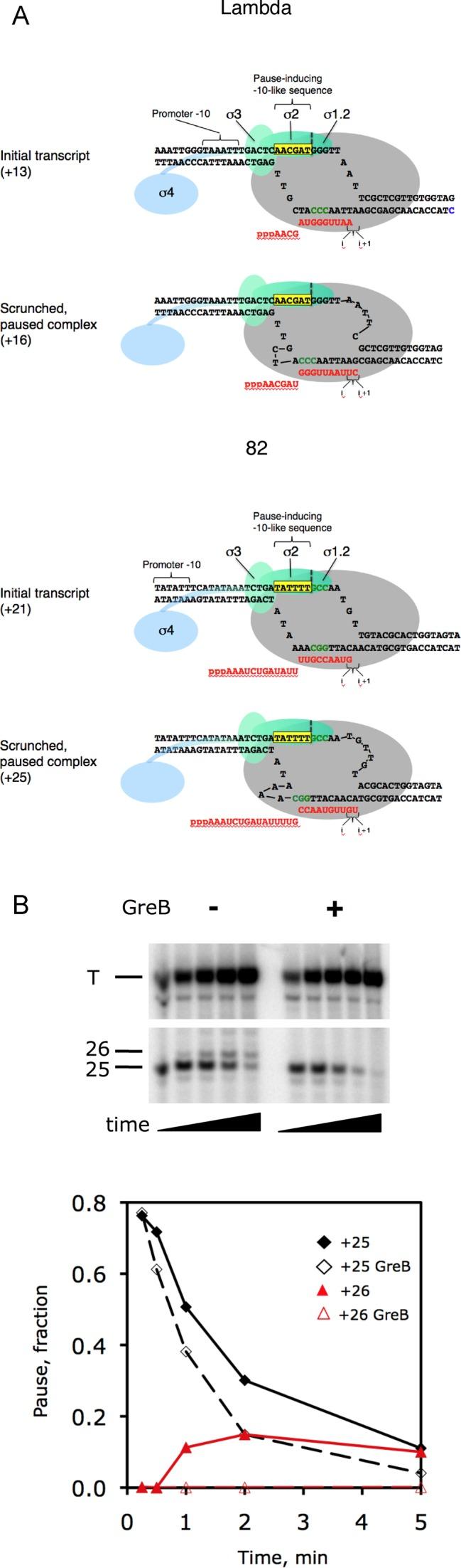 https://cdn.ncbi.nlm.nih.gov/pmc/blobs/3d65/5001585/c26b3de5e41f/gkw285fig1.jpg