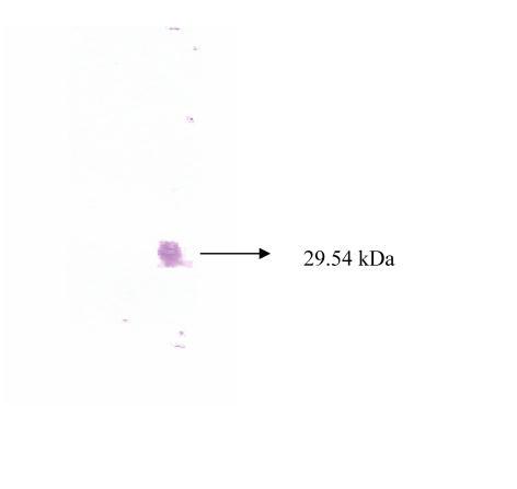 https://cdn.ncbi.nlm.nih.gov/pmc/blobs/3d67/1182232/852e5d318411/ijbsv01p0103g04.jpg