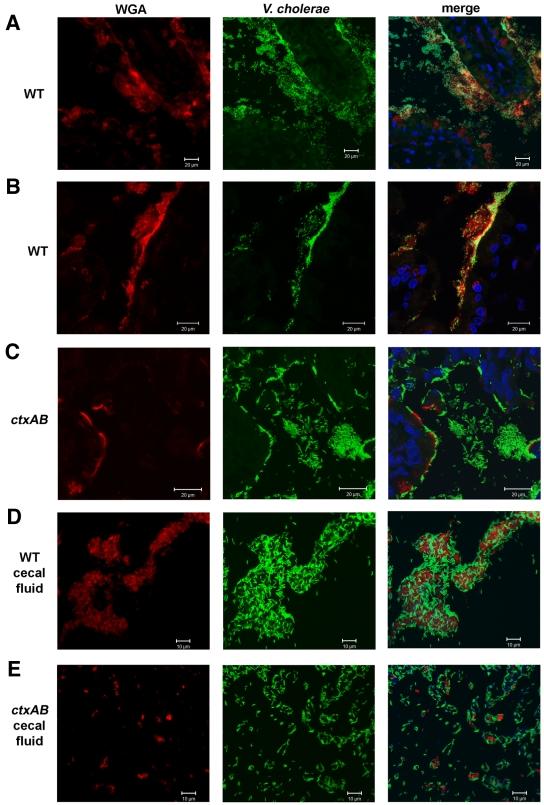 https://cdn.ncbi.nlm.nih.gov/pmc/blobs/3d68/2912669/5ed2c8d25daa/mbo9991010040006.jpg